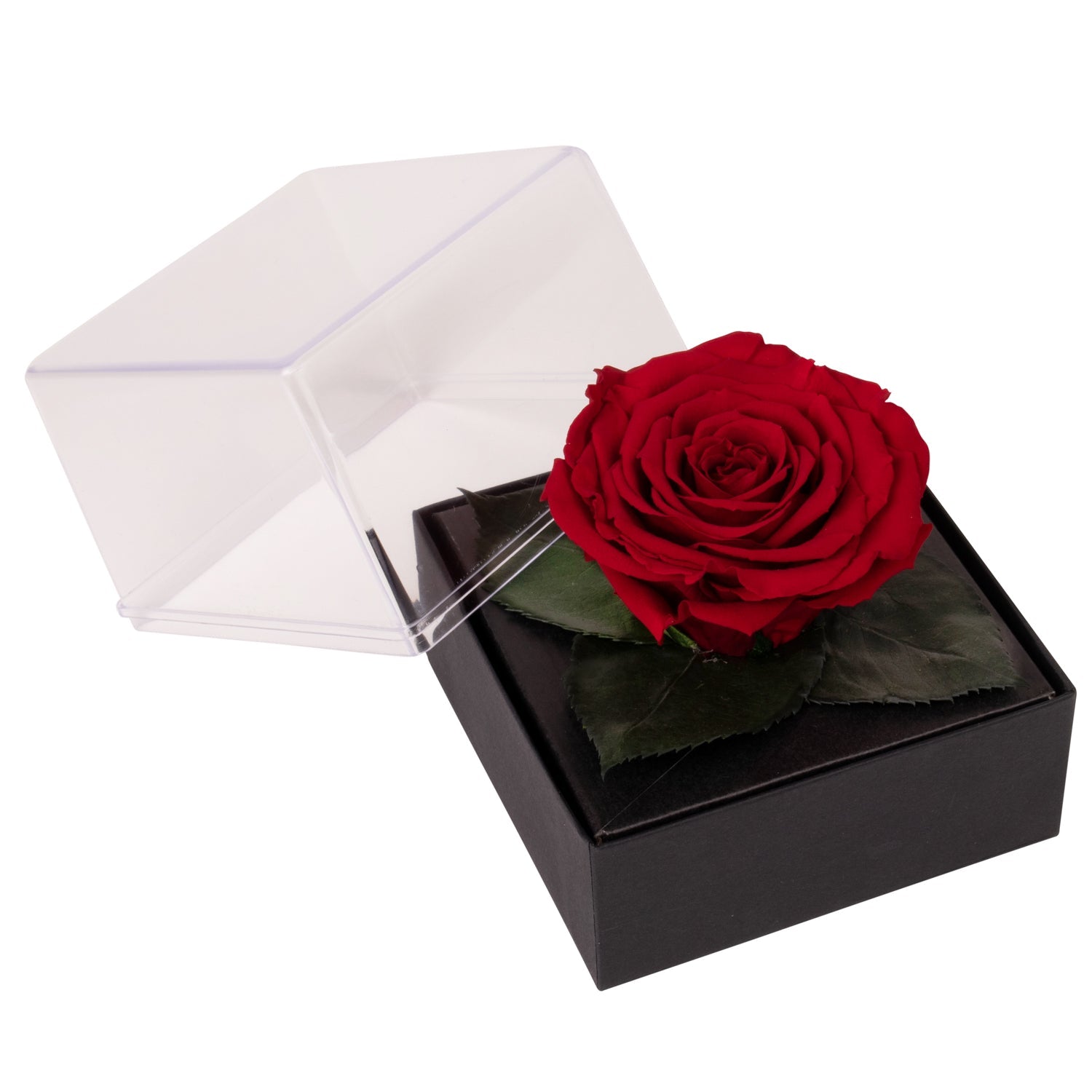 Röd evighetsros i ask