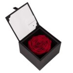 Röd evighetsros i ask