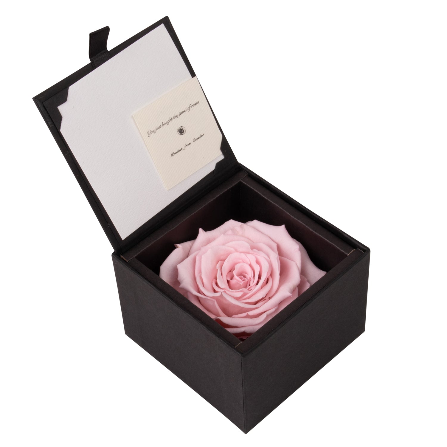 Rosa evighetsros i ask