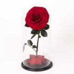 Stor evighetsros i glaskupol