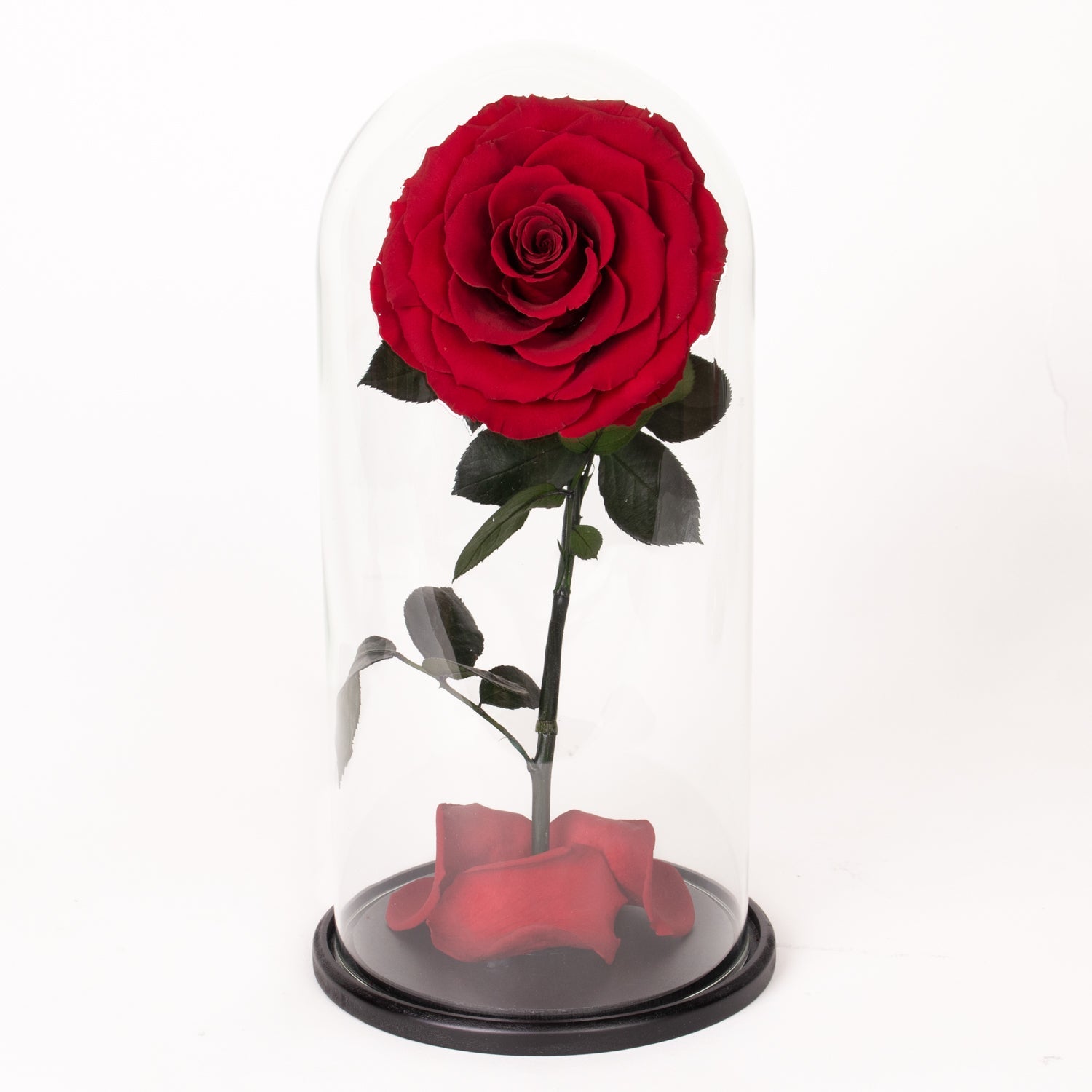 Stor evighetsros i glaskupol