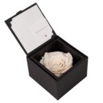 Vit evighetsros i ask