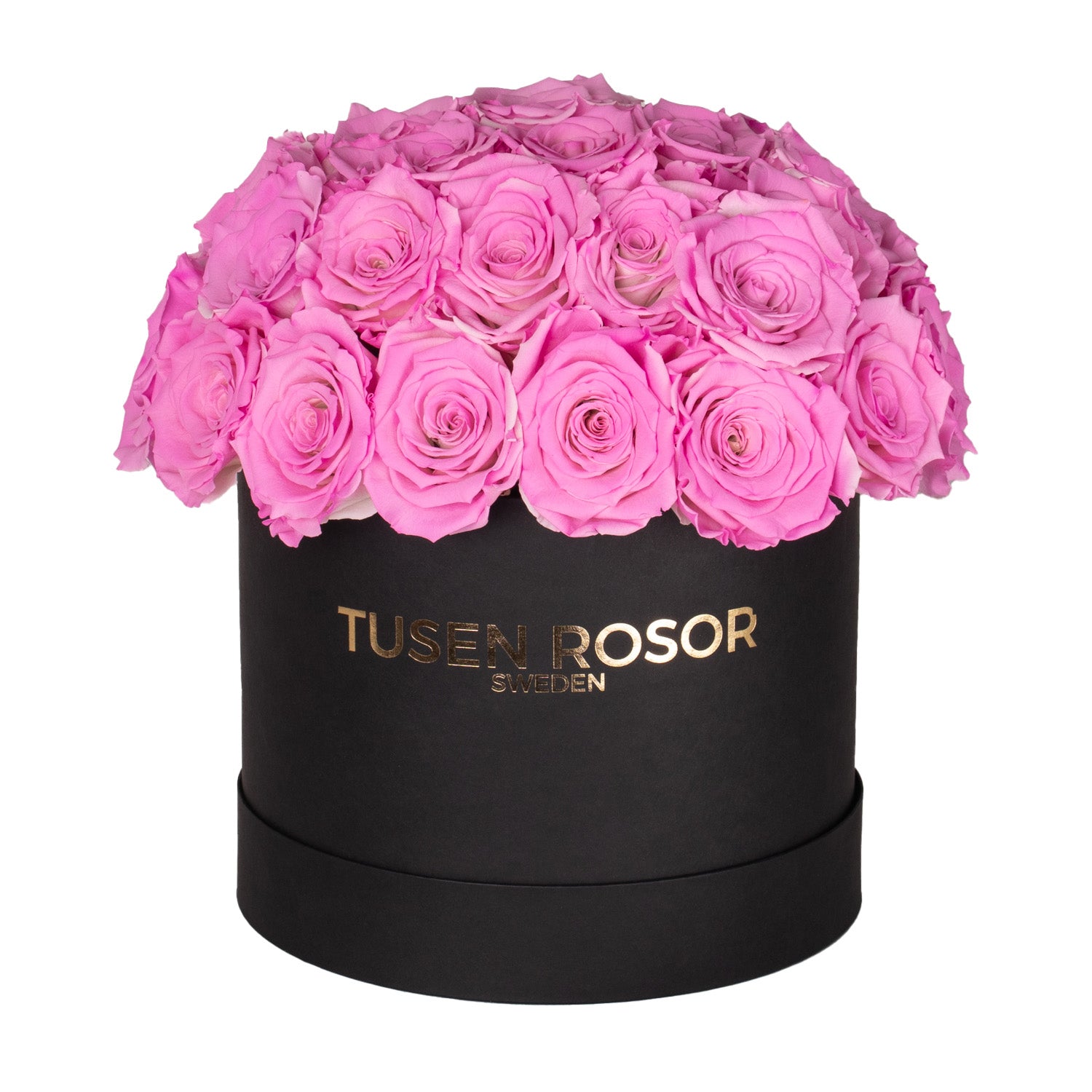 Rosa evighetsrosor | Super dome